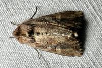 Lacanobia suasa