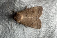 Hoplodrina ambigua