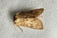 Hoplodrina octogenaria