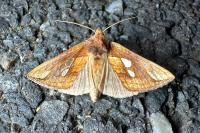 Plusia festucae