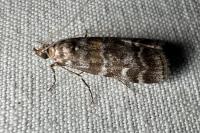 Dioryctria sylvestrella