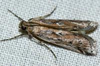 Huertasiella italogallicella