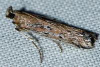 Huertasiella italogallicella