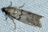 Episcythrastis tabidella