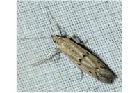 Phycitodes
