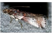 Acrobasis suavella