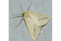 Aspitates gilvaria