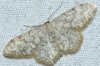 Idaea alyssumata/typicata