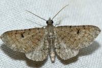 Eupithecia alliaria