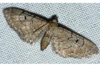 Eupithecia alliaria