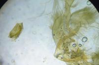 Mesapamea secalella