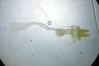 Mesapamea secalis