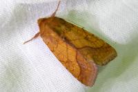 Pyrrhia umbra