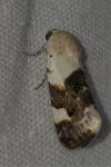 Acontia lucida