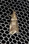 Acrobasis consociella/sodalella