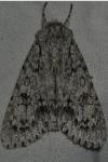 Acronicta aceris aceris