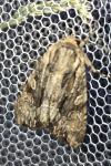 Apamea monoglypha monoglypha
