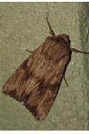 Apamea sublustris