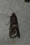 Acrobasis