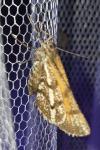 Bupalus piniaria