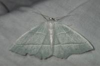 Campaea margaritaria