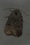 Caradrina clavipalpis