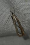 Catoptria