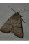 Charanyca trigrammica