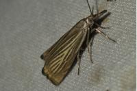 Chrysoteuchia culmella