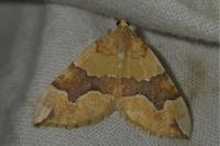Cidaria fulvata