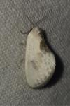 Cilix glaucata/hispanica