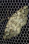 Cleorodes lichenaria