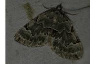 Colostygia pectinataria