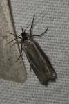 Crambus lathoniellus