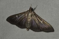 Cydalima perspectalis