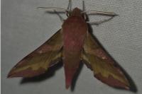 Deilephila porcellus
