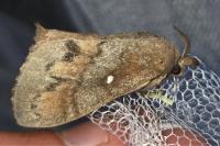 Dendrolimus pini pini