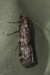 Dioryctria
