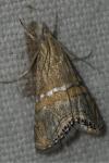 Euchromius