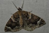 Eulithis prunata