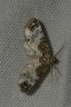 Eupithecia breviculata