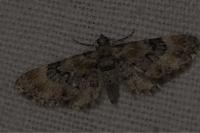 Eupithecia pulchellata