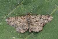 Peribatodes rhomboidaria rhomboidaria