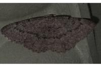 Gnophos furvata
