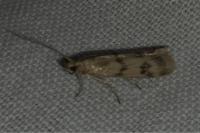 Homoeosoma sinuella