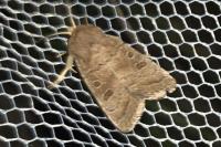 Hoplodrina