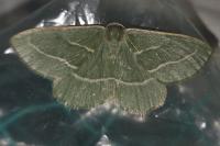 Hylaea fasciaria