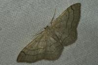 Idaea
