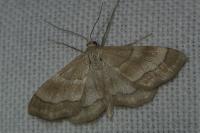 Idaea circuitaria