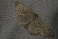Idaea straminata